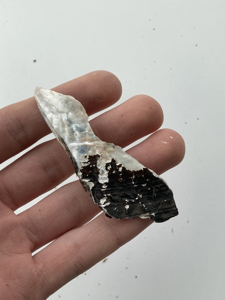 White Heelsplitter from Boeuf Creek, Colter's Landing Access, MO on May