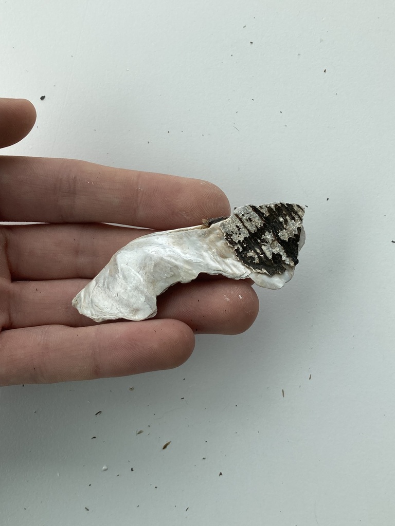 White Heelsplitter from Boeuf Creek, Colter's Landing Access, MO on May