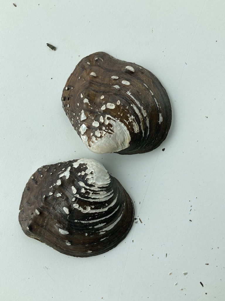 Mapleleaf from Boeuf Creek, Colter's Landing Access, MO on May 16, 2023