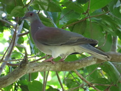 Pale-Vented Pigeon photo 4