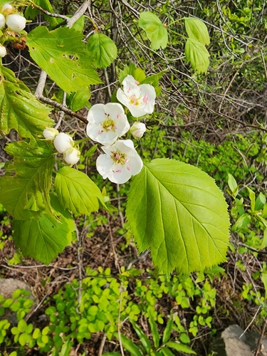 Crataegus coccinea var. pringlei