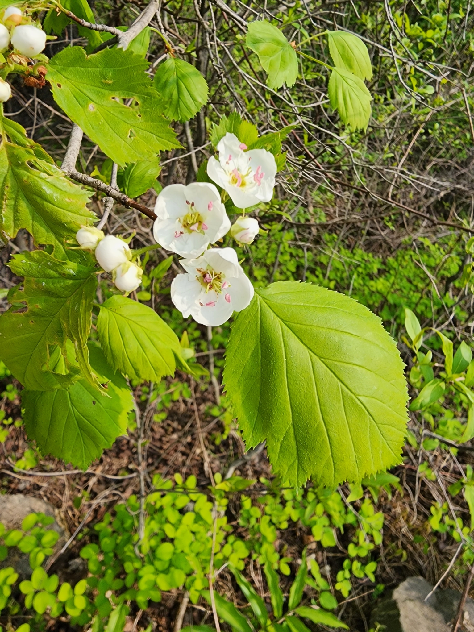 Crataegus coccinea var. pringlei