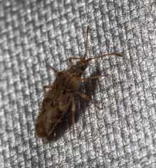 Trachypeplus chinensis