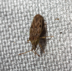 Trachypeplus chinensis