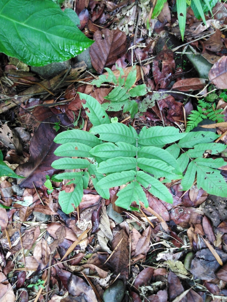 Tectaria pilosa