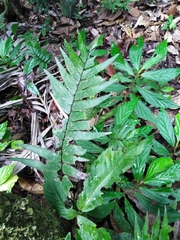 Adiantum scalare