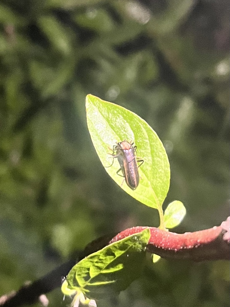 Yellownecked Soldier Beetle from Tanner Rd, Syracuse, NY, US on May 19