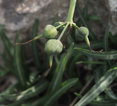 Vagaria parviflora