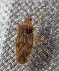 Trachypeplus chinensis