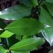 Glossy Laurel - Photo Poyt448 Peter Woodard, no known copyright restrictions (public domain)
