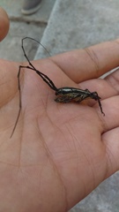 Sphaenothecus trilineatus