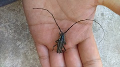 Sphaenothecus trilineatus