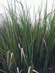 Zizania latifolia
