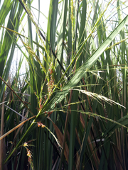 Zizania latifolia
