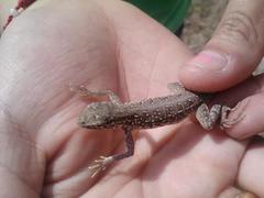 Holbrookia propinqua