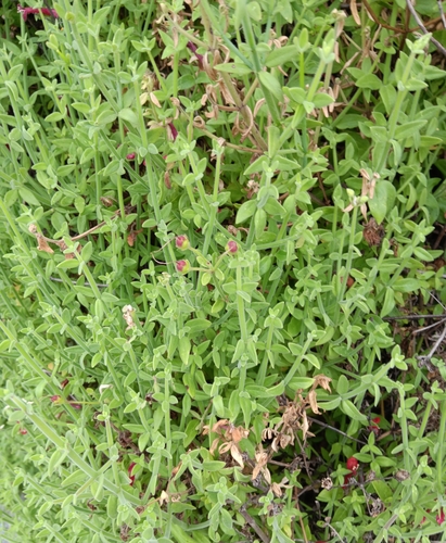 Image of Gambelia juncea by (c) Tyler Ekholm, some rights reserved (CC BY)