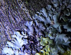 Taeniolella phaeophysciae