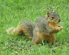 Sciurus niger