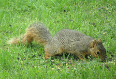 Sciurus niger