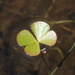 Water Clover - Photo (c) nathantay, some rights reserved (CC BY-NC)