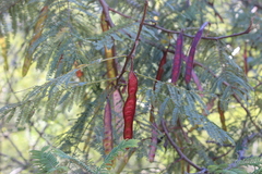 Leucaena esculenta
