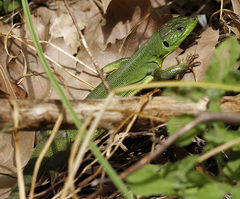 Lacerta trilineata