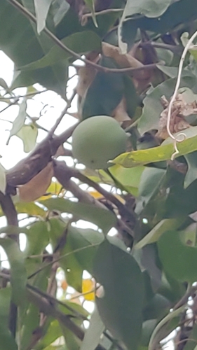 Image of Casimiroa edulis by no rights reserved