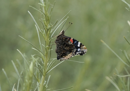 iNaturalist observation photo of Red Admiral