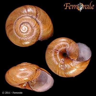 Copper Button Snail | Native Nature