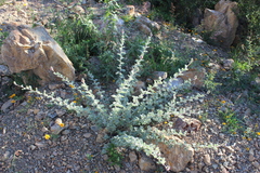 Dalea greggii
