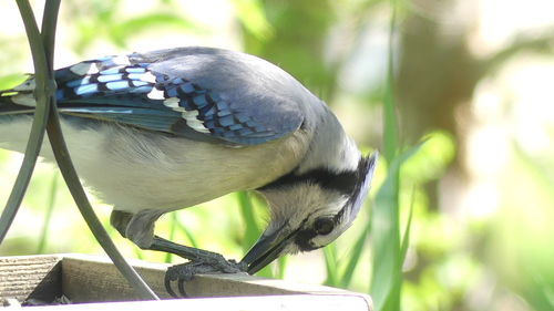 Blue Jay photographed in South Dakota