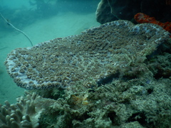 Duncanopsammia peltata