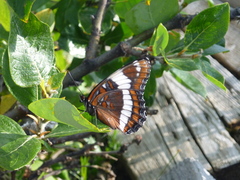 Limenitis arthemis rubrofasciata
