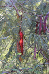 Leucaena esculenta