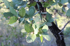 Quercus glaucoides