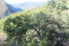 Quercus glaucoides