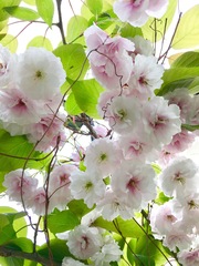 Prunus