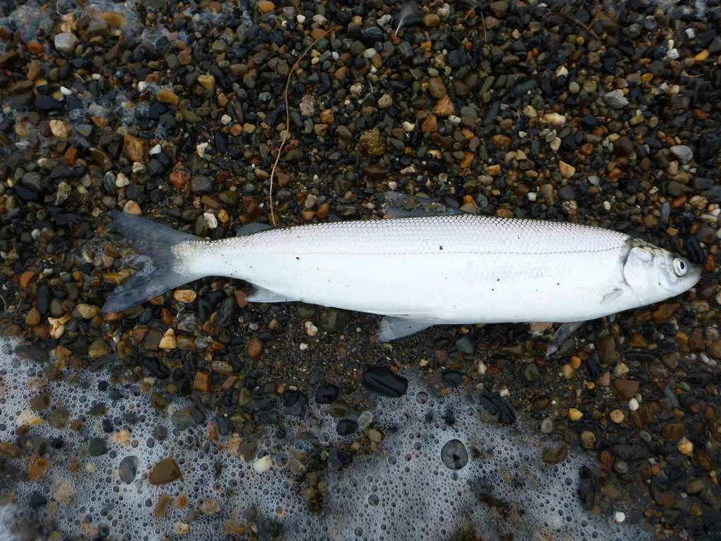 Arctic cisco (Coregonus autumnalis) — Salmonidae