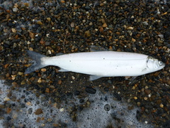 Coregonus albula