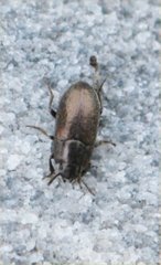 Coleoptera