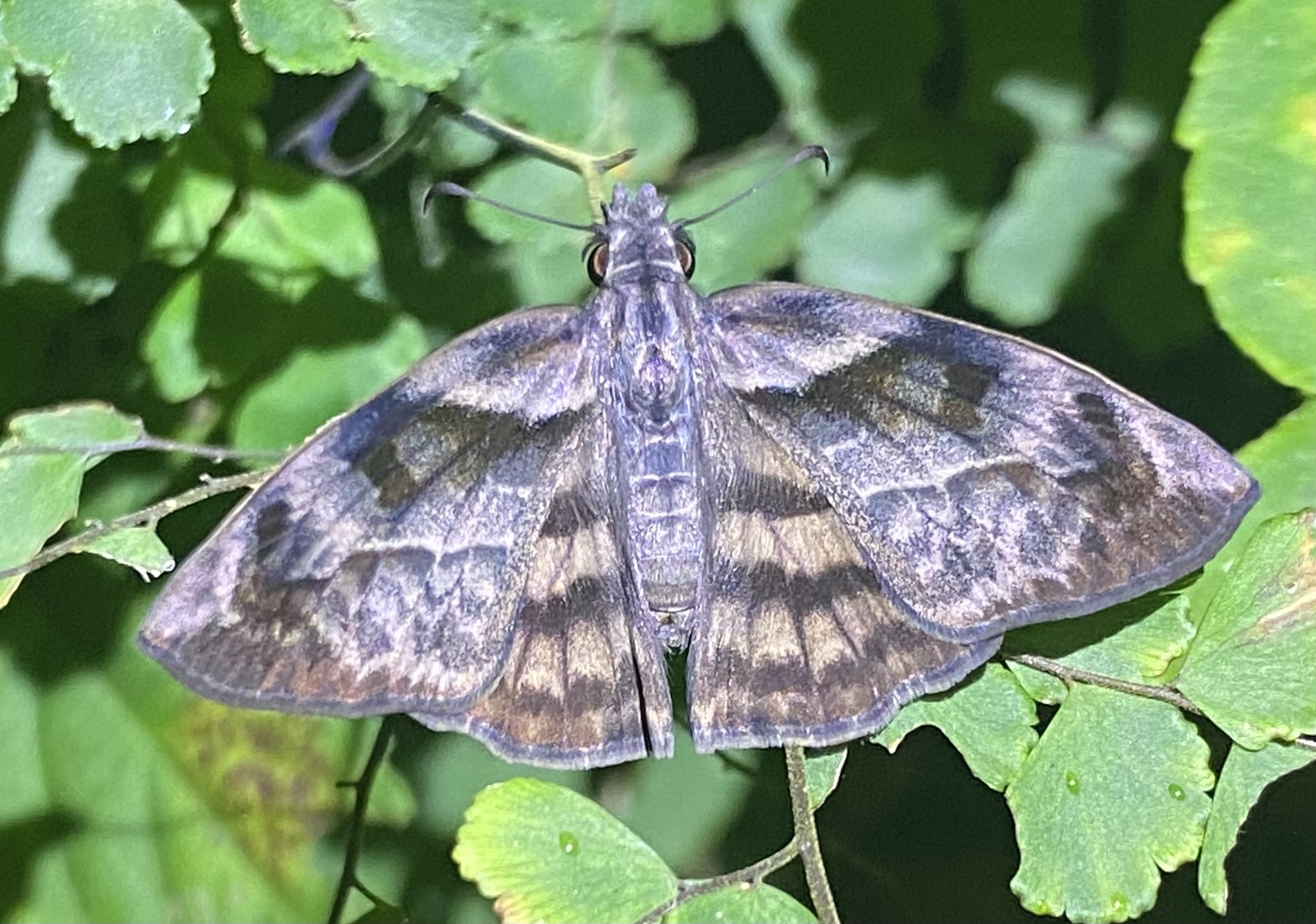 Timochares trifasciata image