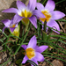 Crocus-leaved Romulea - Photo (c) James Gaither, some rights reserved (CC BY-NC-ND)