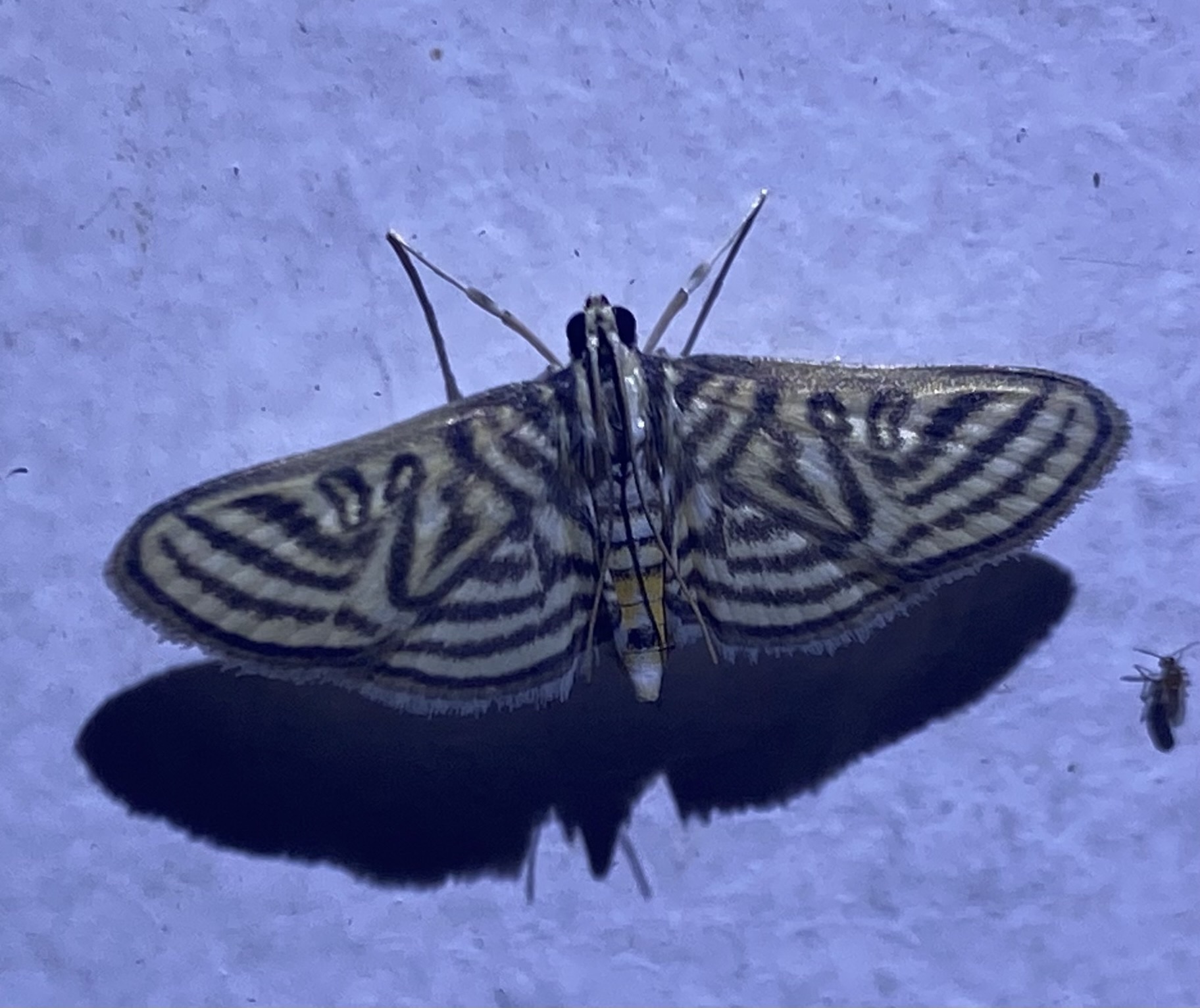 Zebronia image