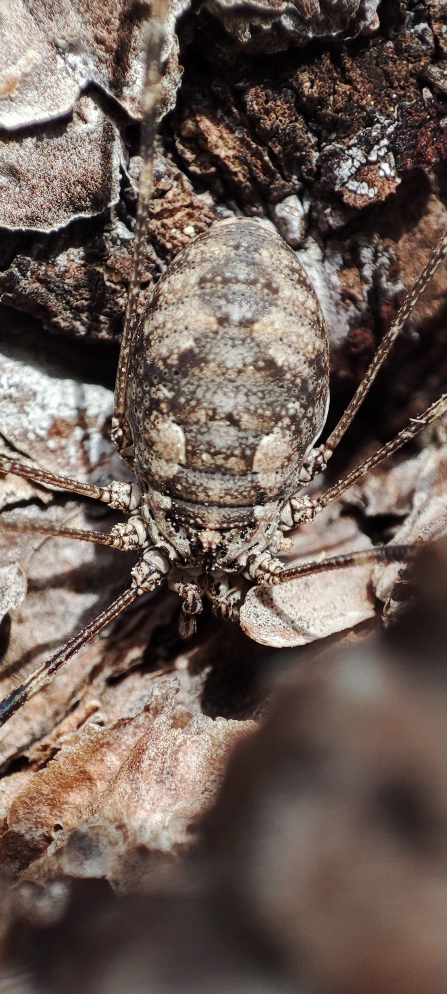 Bunochelis spinifera