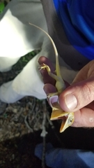 Anolis equestris
