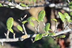 Bursera schlechtendalii