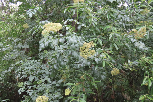 iNaturalist observation photo of Blue Elderberry
