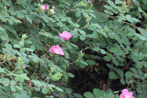 iNaturalist observation photo of California Wild Rose