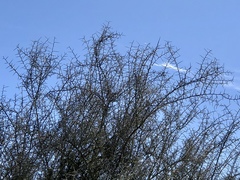 Sarcomphalus obtusifolius canescens