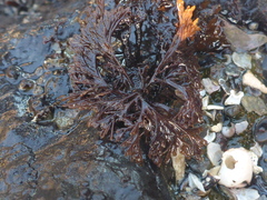 Microcladia borealis